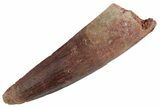 Fossil Spinosaurus Tooth - Real Dinosaur Tooth #367955-1